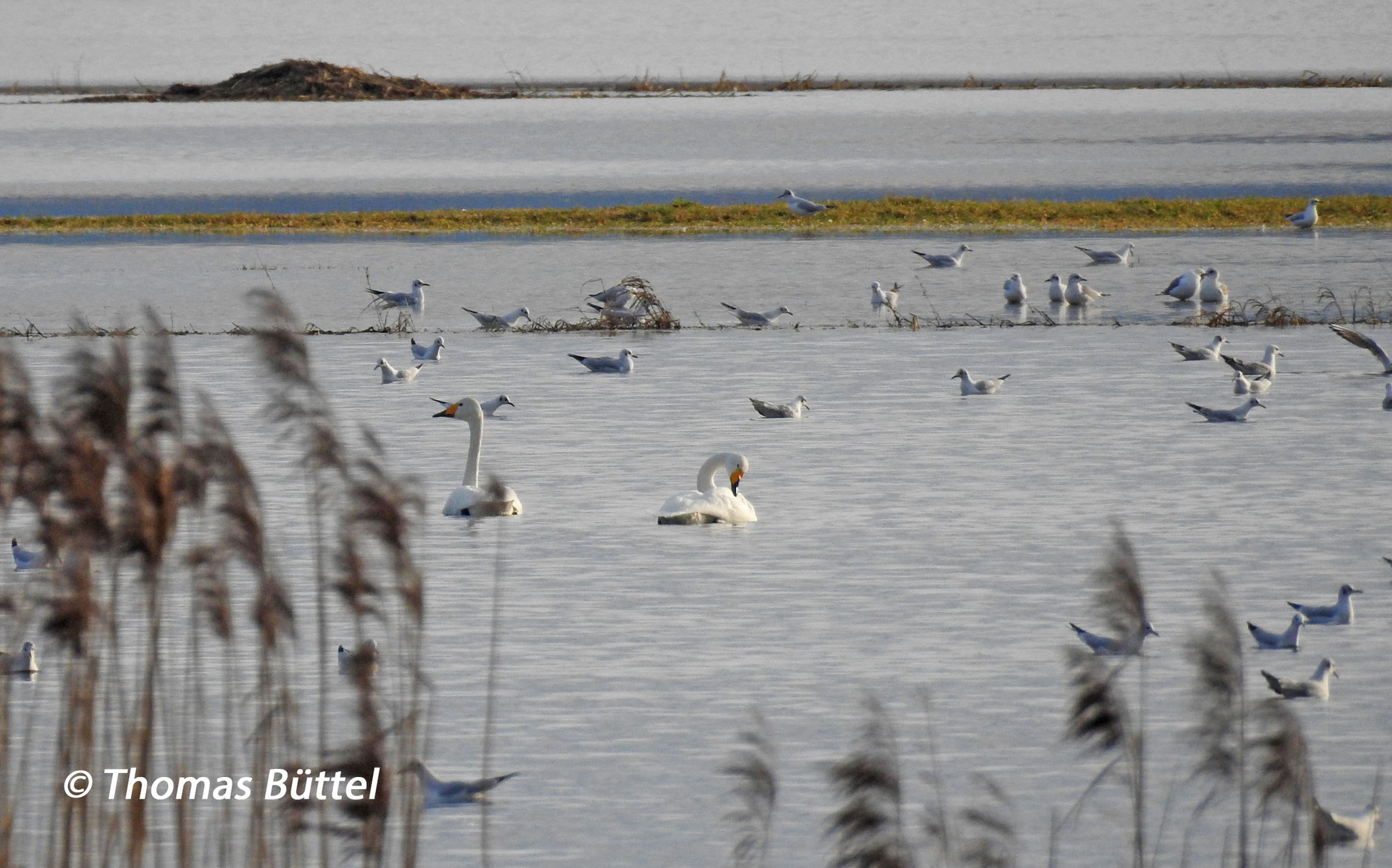 Whooper Swans