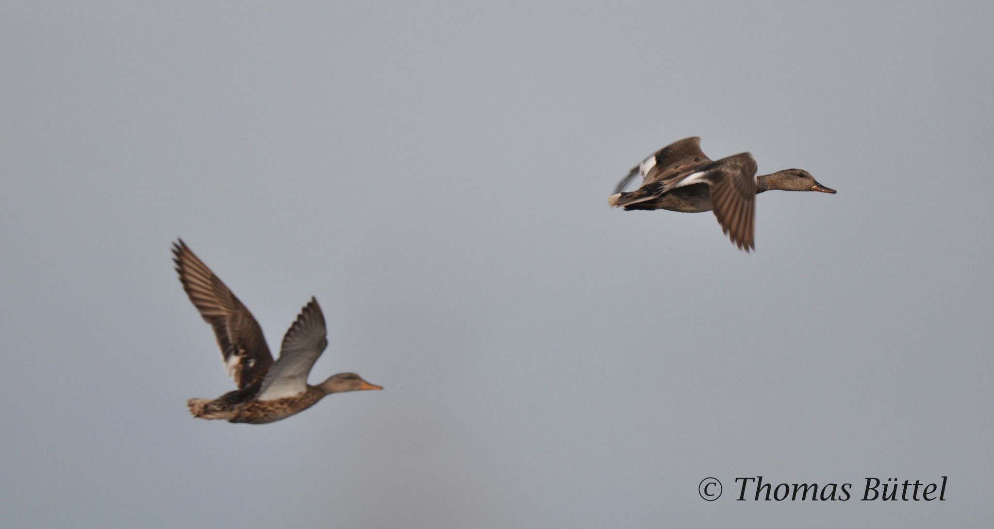 pair of Gadwalls