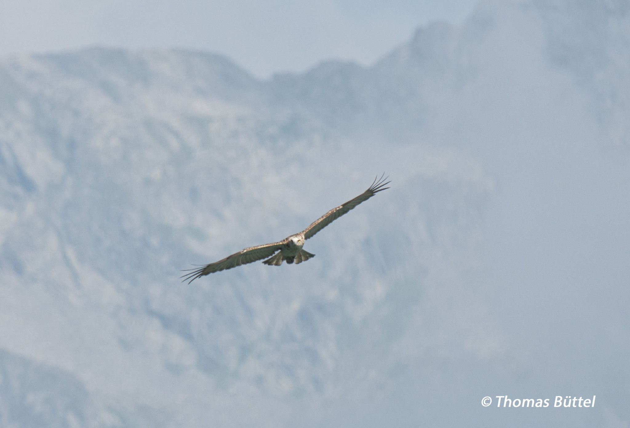 Short-toed Eagle