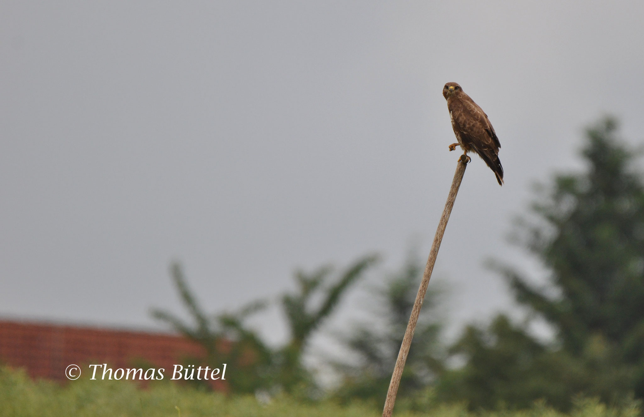 Common Buzzard