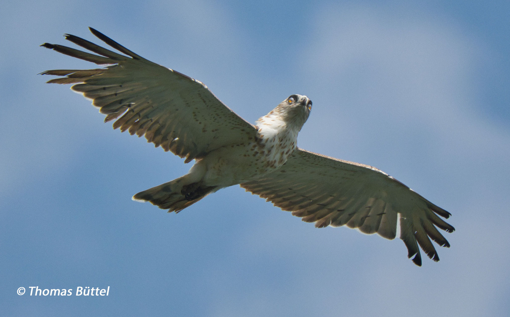 Short-toed Eagle