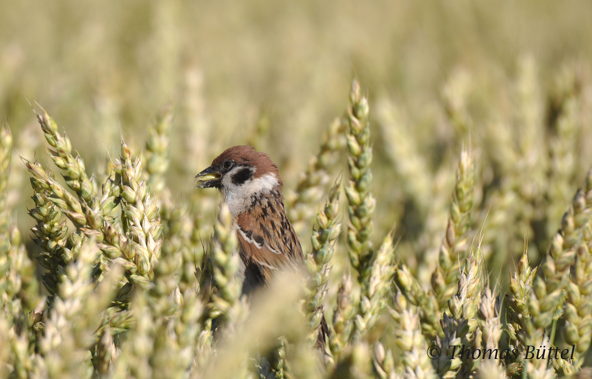 Tree Sparrow