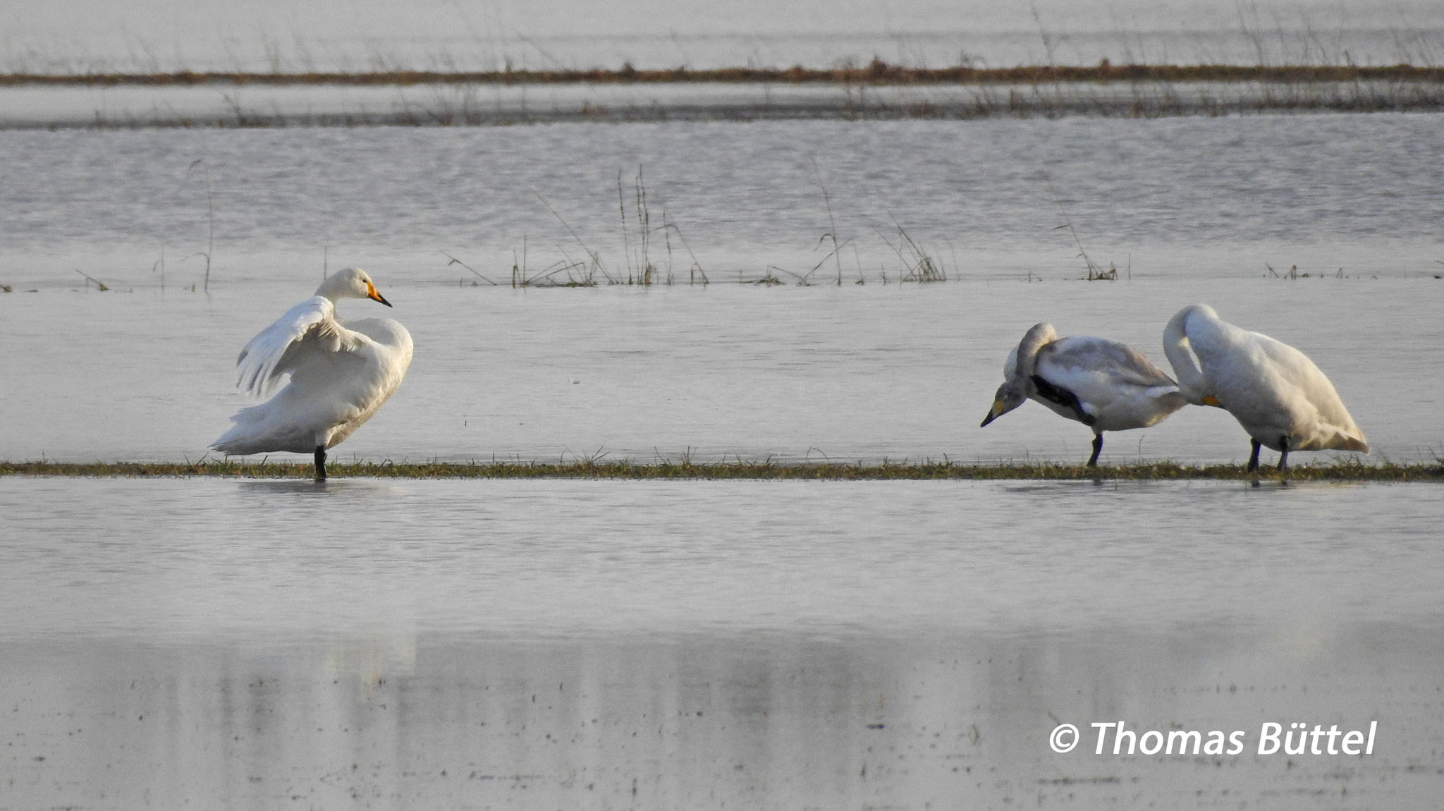 Whooper Swans