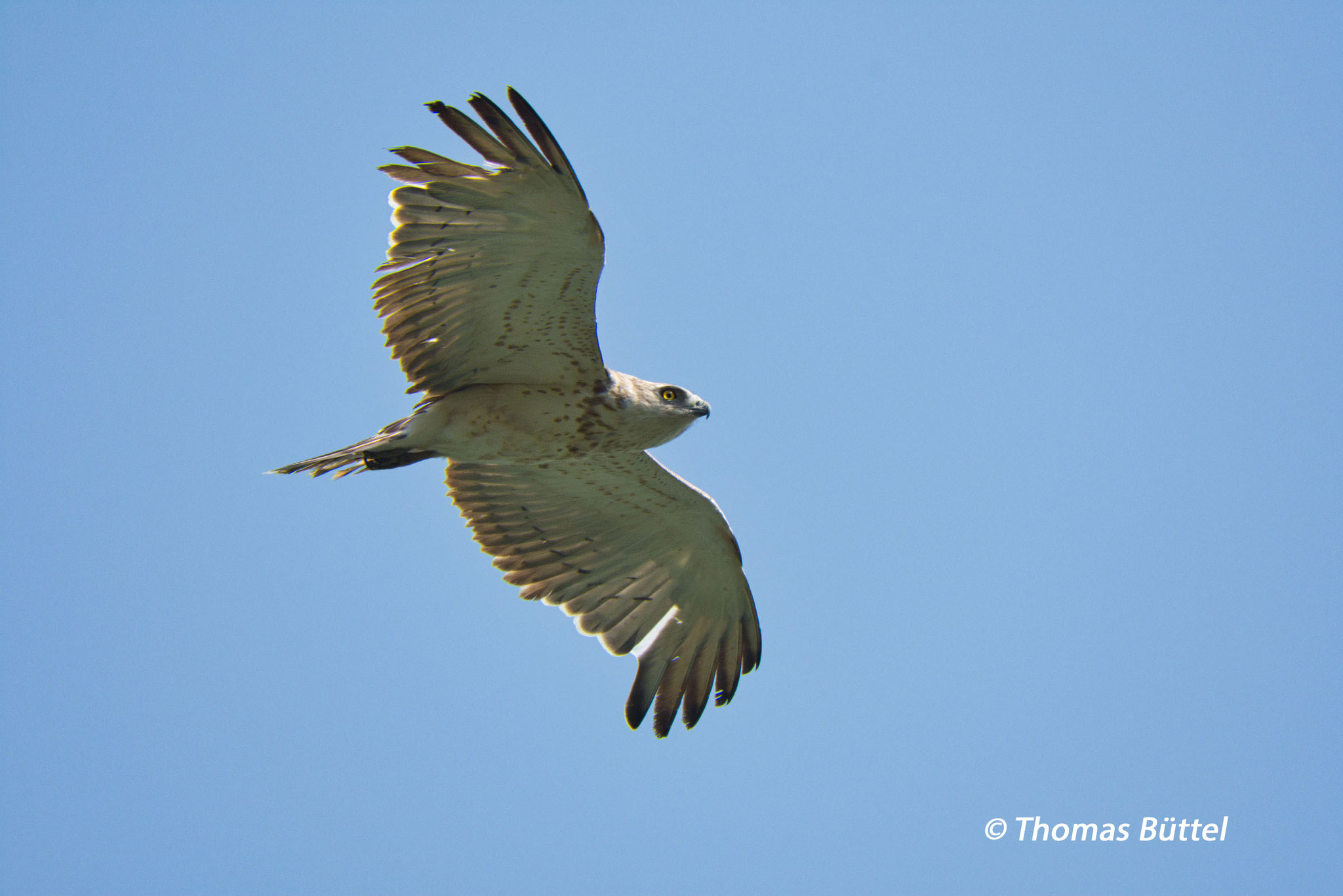 Short-toed Eagle