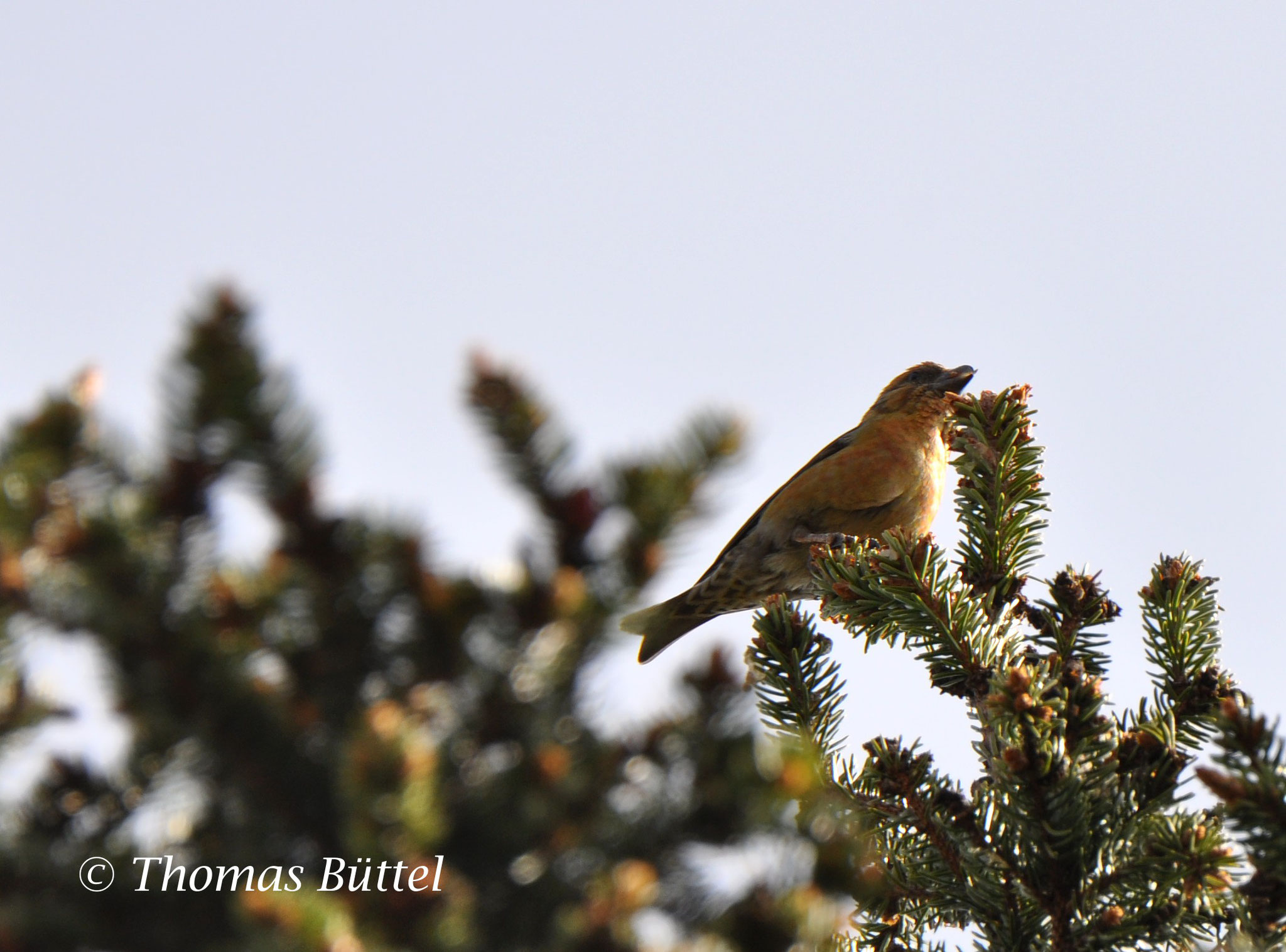 Common Crossbill