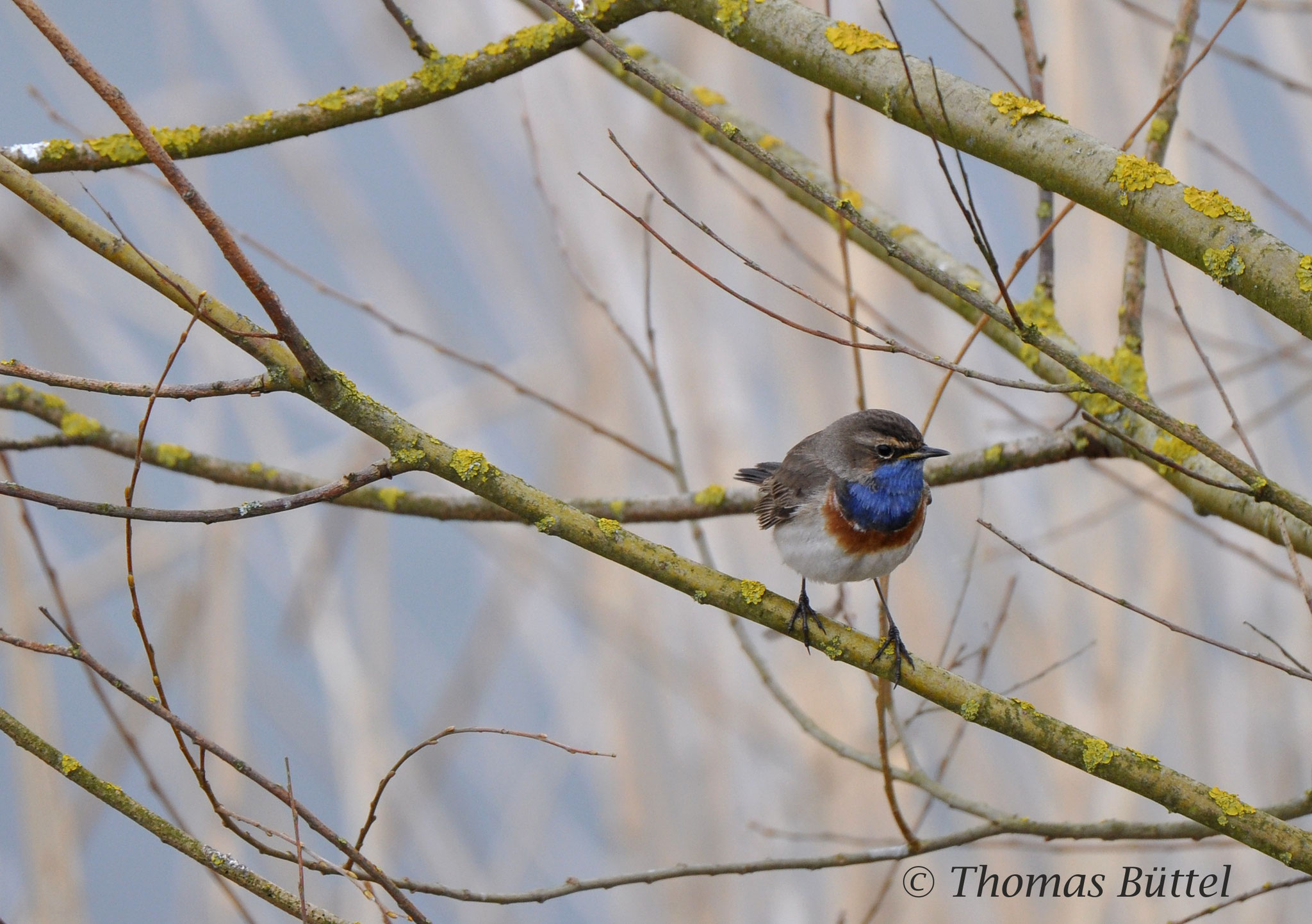 Blaukehlchen