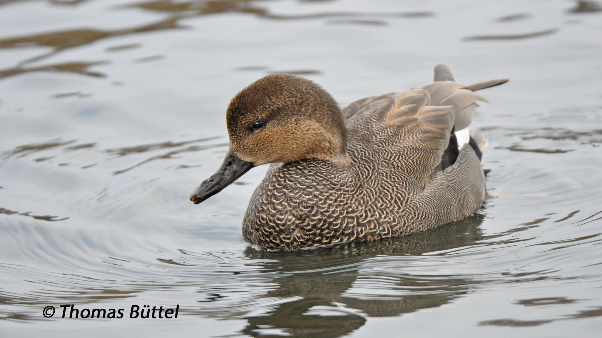 Gadwall