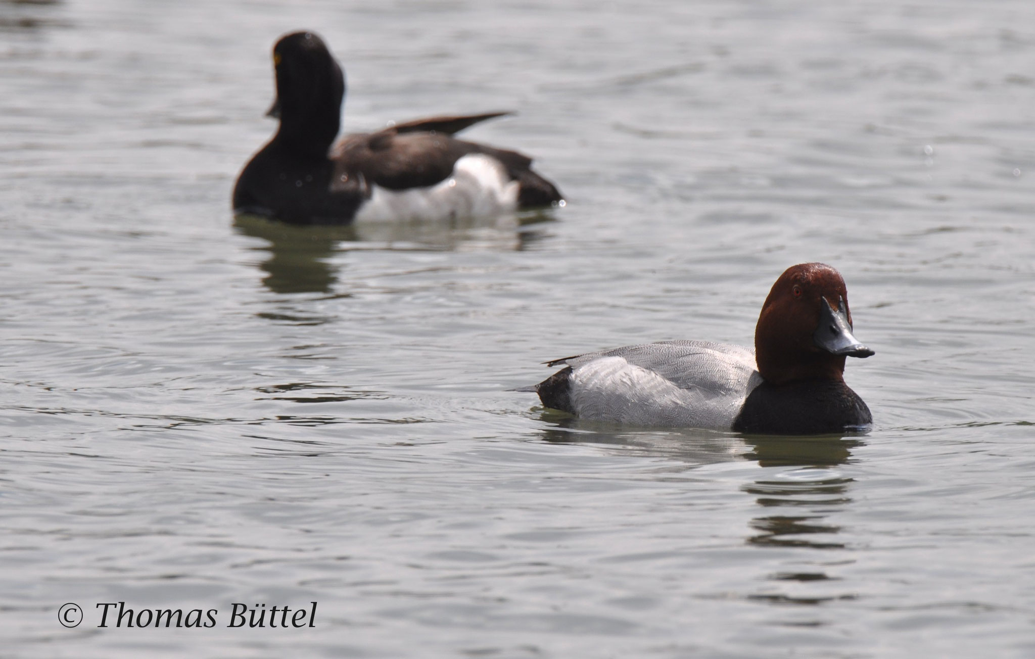 male Tufted Duck (background), male Pochard (foreground)