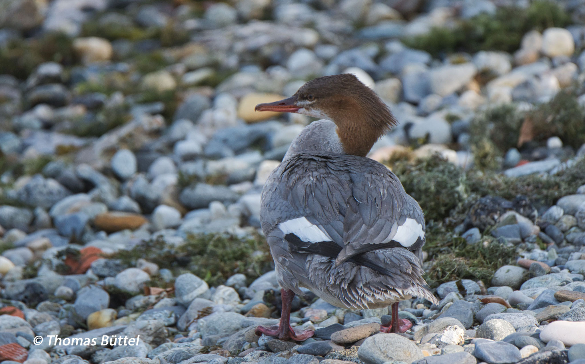 Goosander