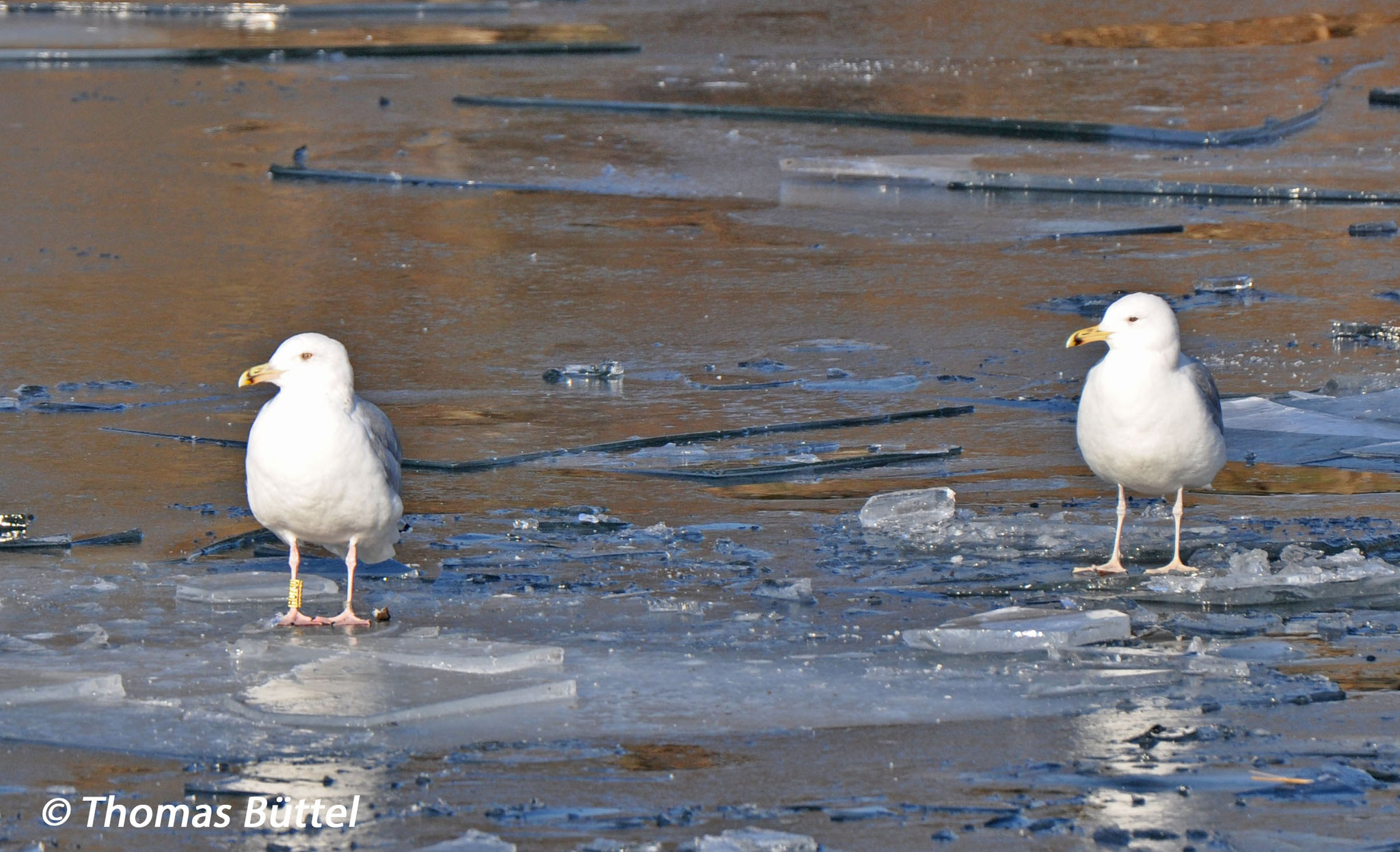 "Herring Gull" (left) and Caspian Gull (right)