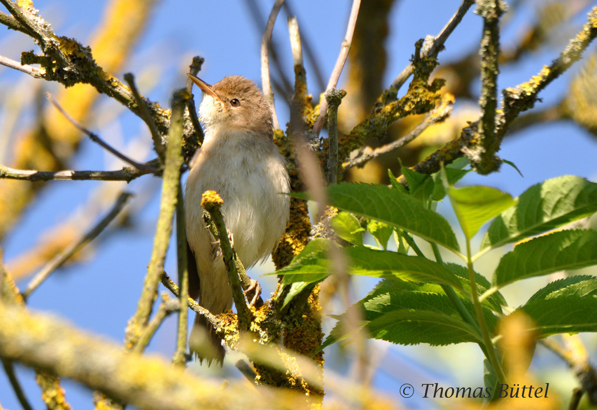 (Common) Reed Warbler