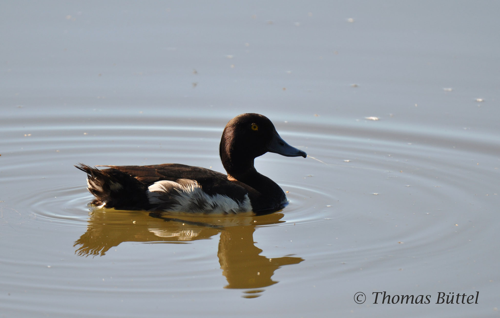 male Tufted Duck