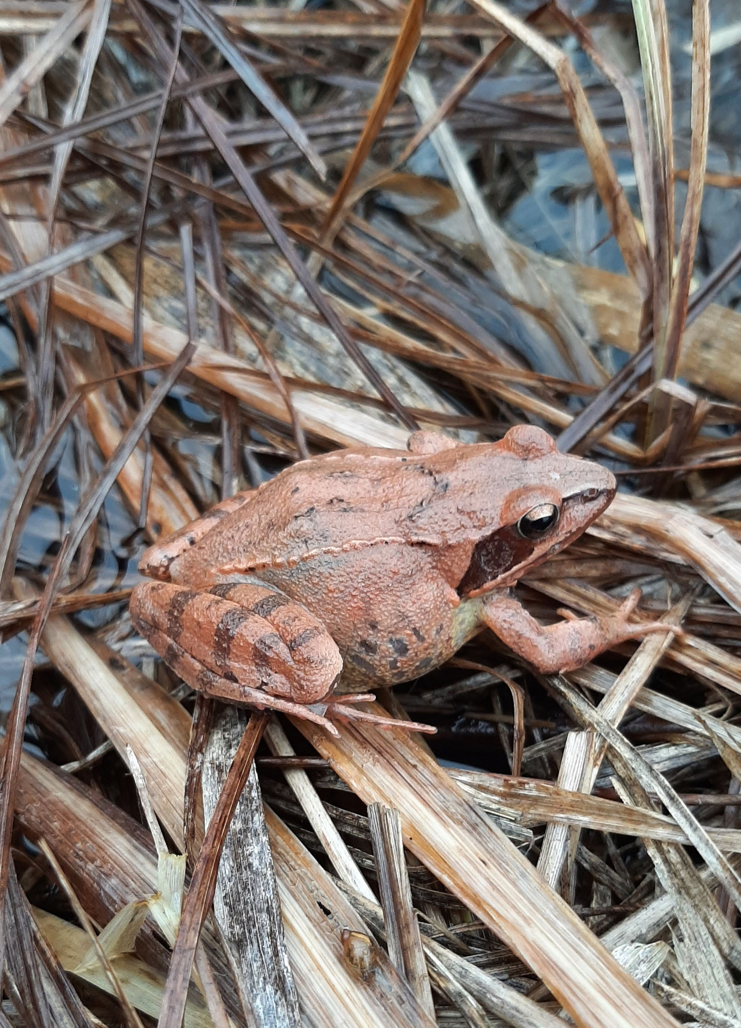 Springfrosch Foto: Ulrich Pohl / NABU Euskirchen