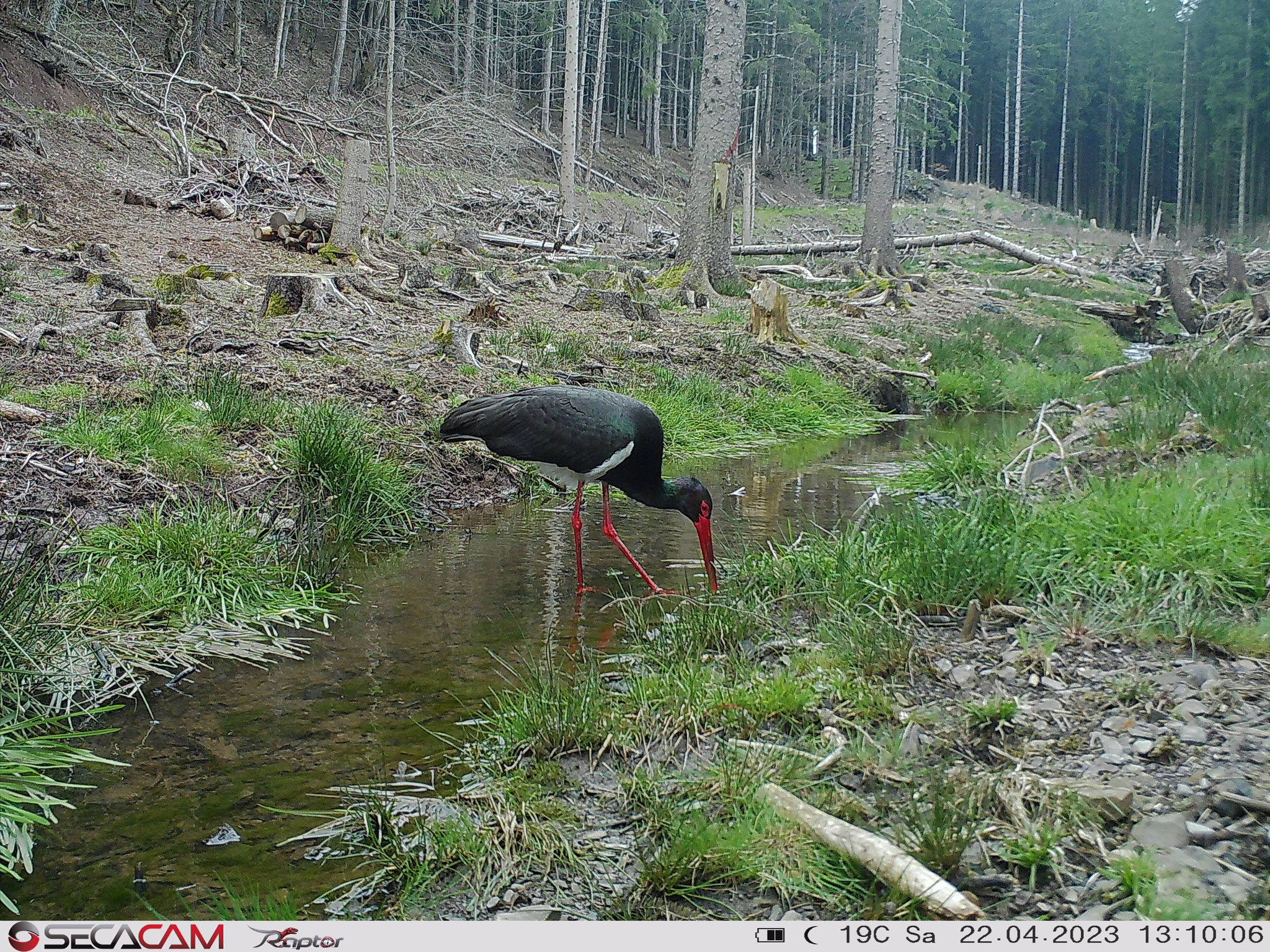 Fotos von den Wildkameras des NABU Euskirchen