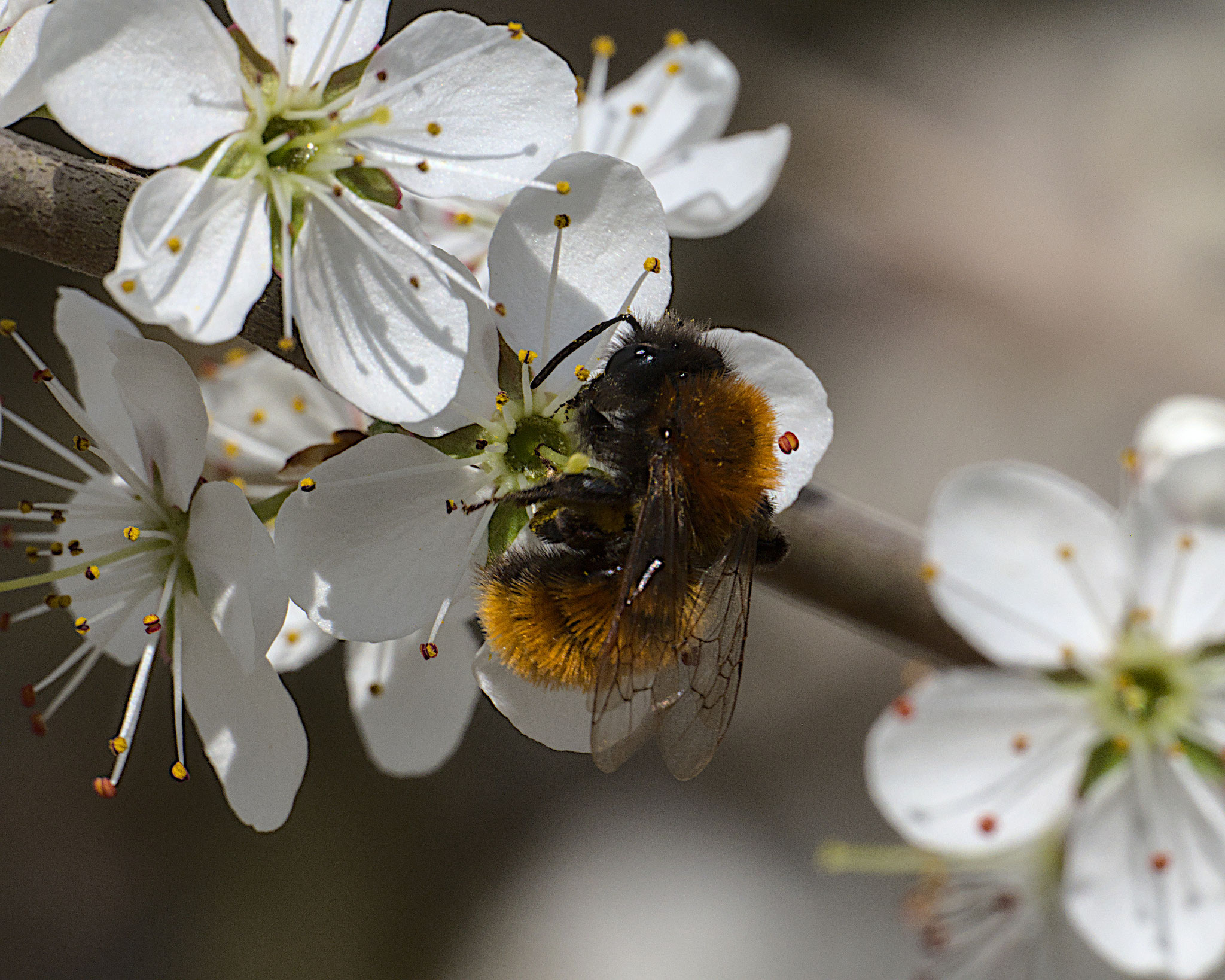 Dezember:Rotpelzige Sandbiene (Andrena fulva) Foto: Burkhard Grebe