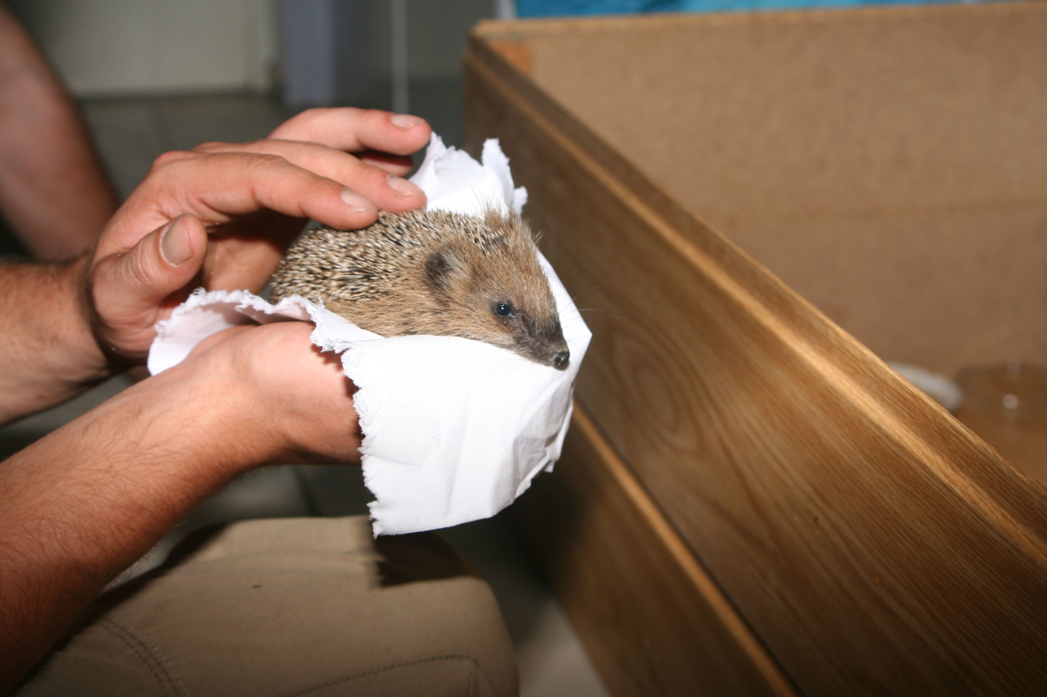 Igel in Pflegestelle, Foto: Norman Schiwora