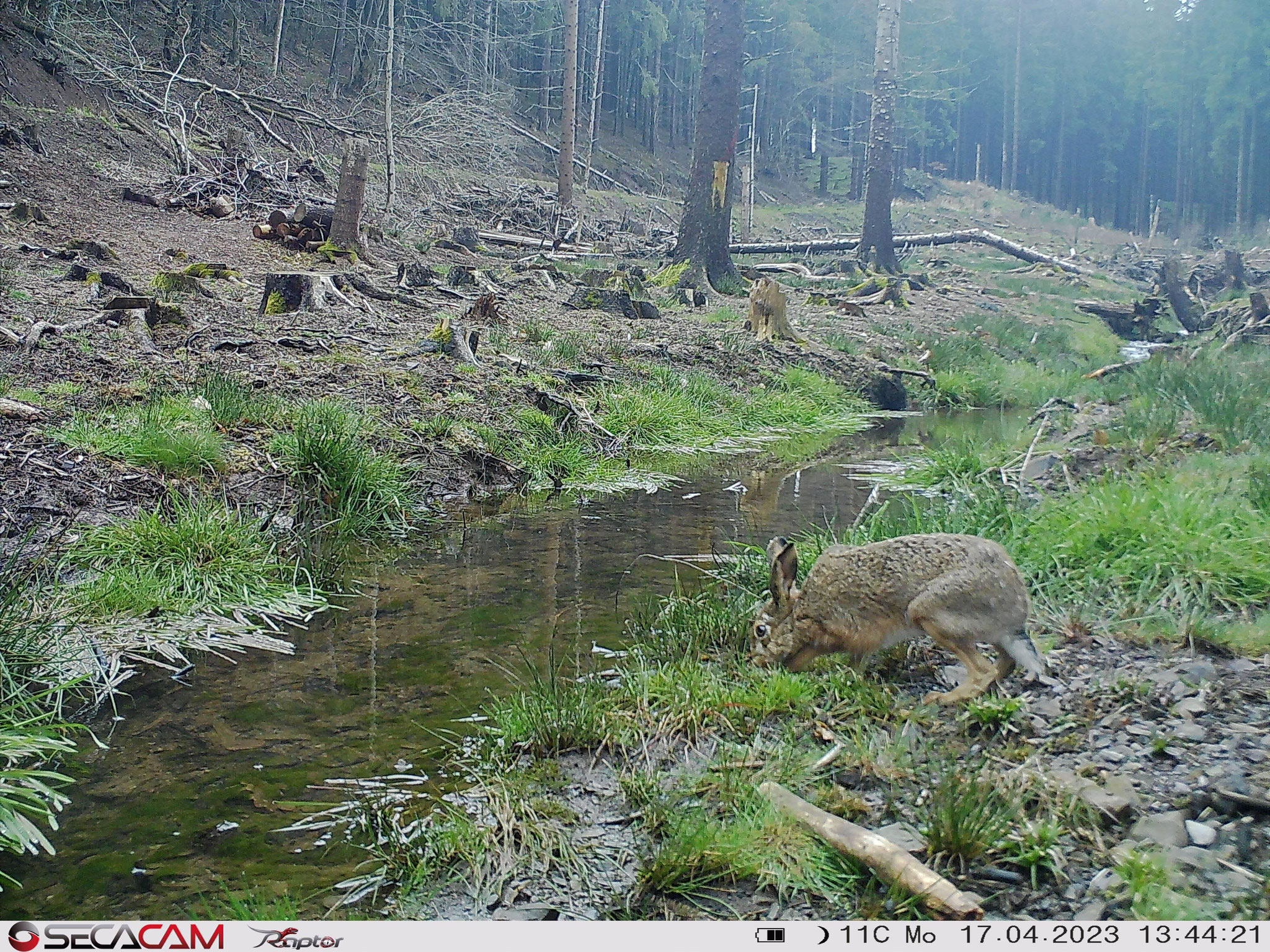 Fotos von den Wildkameras des NABU Euskirchen
