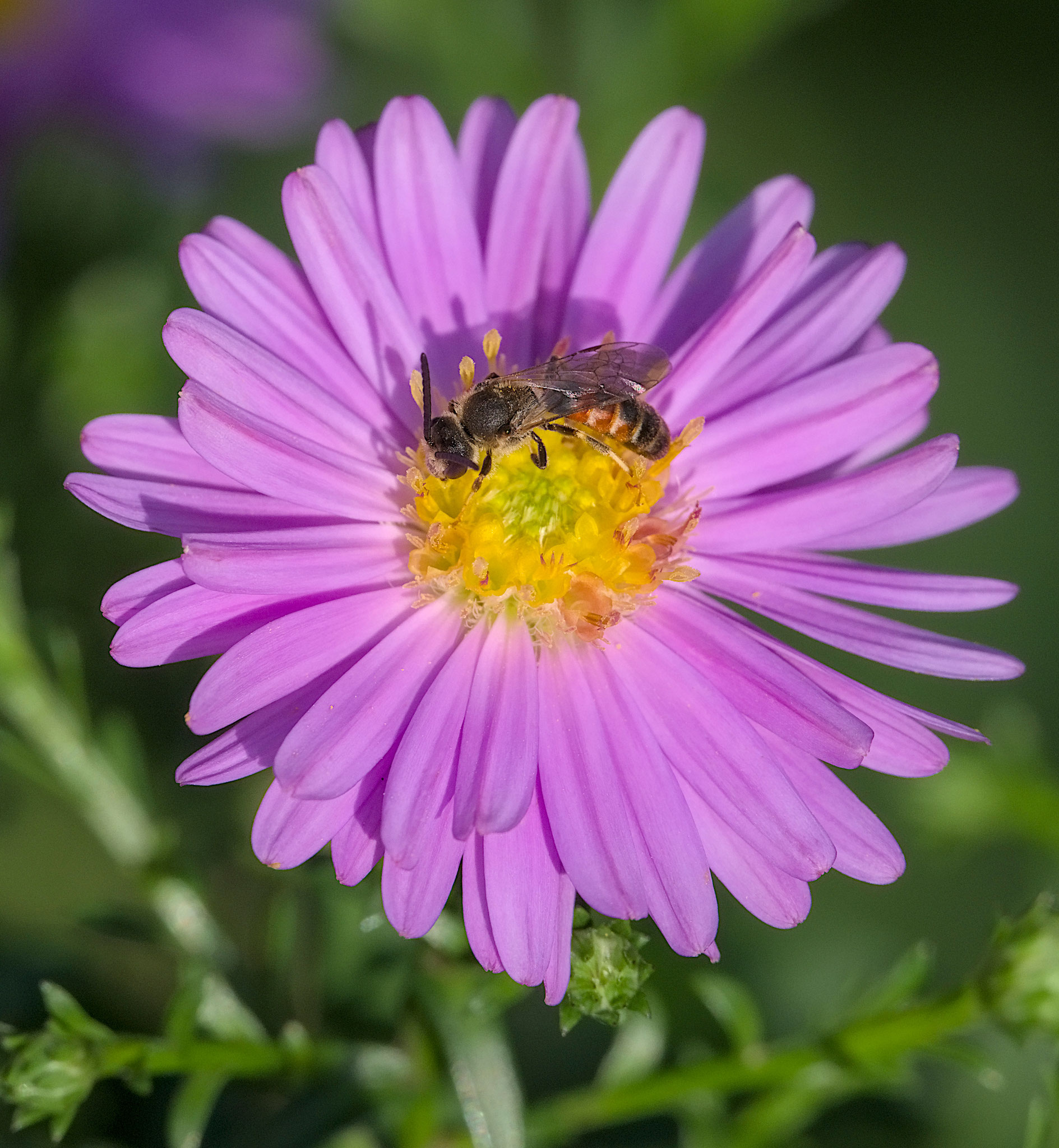 September: Gemeine Furchenbiene (Lasioglossum calceatum) Foto: Burkhard Grebe