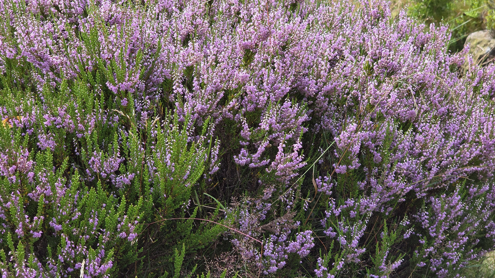 August: Foto: Claudia Rapp-Lange / NABU Euskirchen
