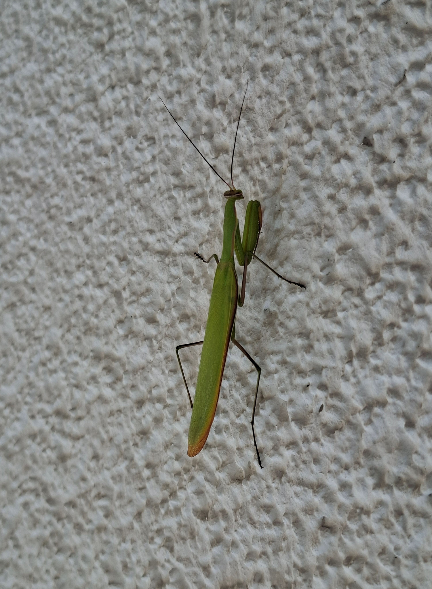Europäischen Gottesanbeterin (Mantis religiosa), Foto: Rebecca Juwick