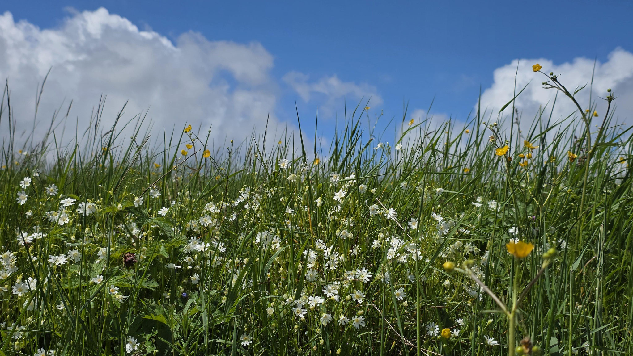 Nahrungshabitat Wildwiese, Foto: Marion Zöller / NABU Euskirchen
