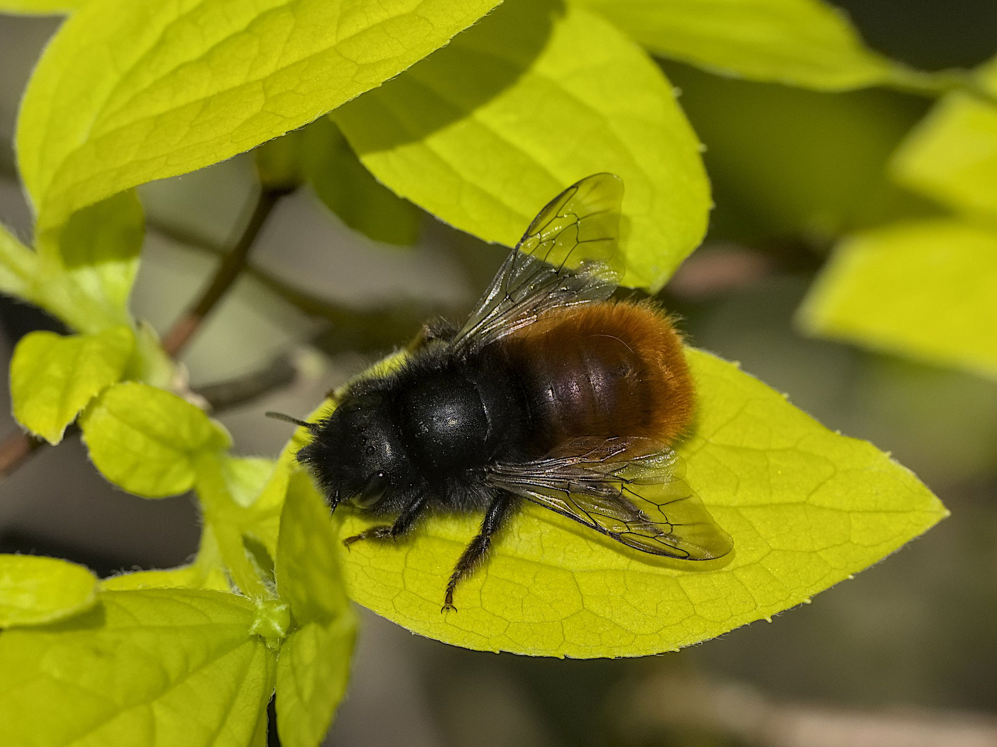 März: Gehörnte Mauerbiene (Osmia cornuta) Foto: Burkhard Grebe