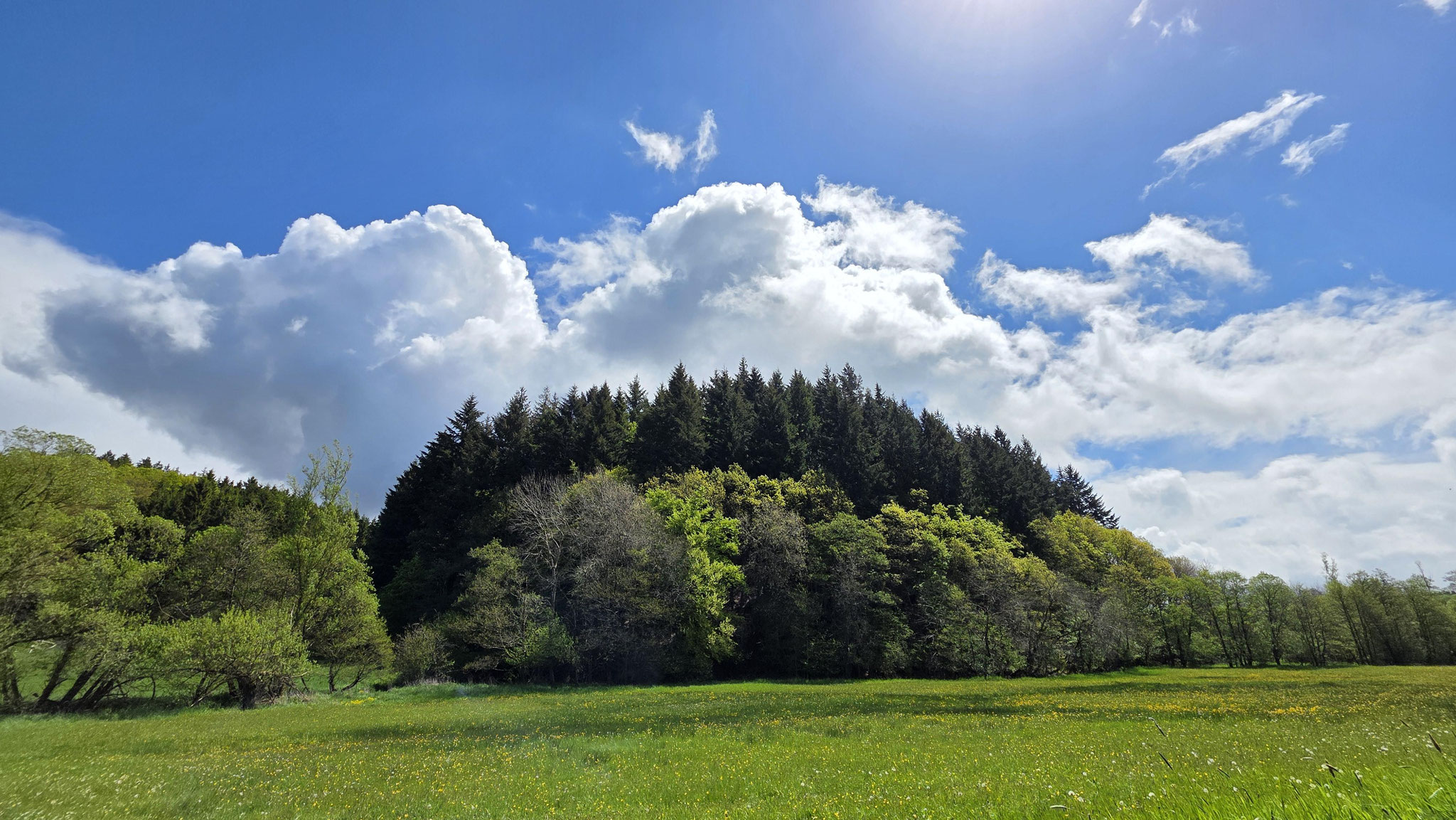 Zustand nach der Renaturierung, Foto: Claudia Rapp-Lange / NABU Euskirchen