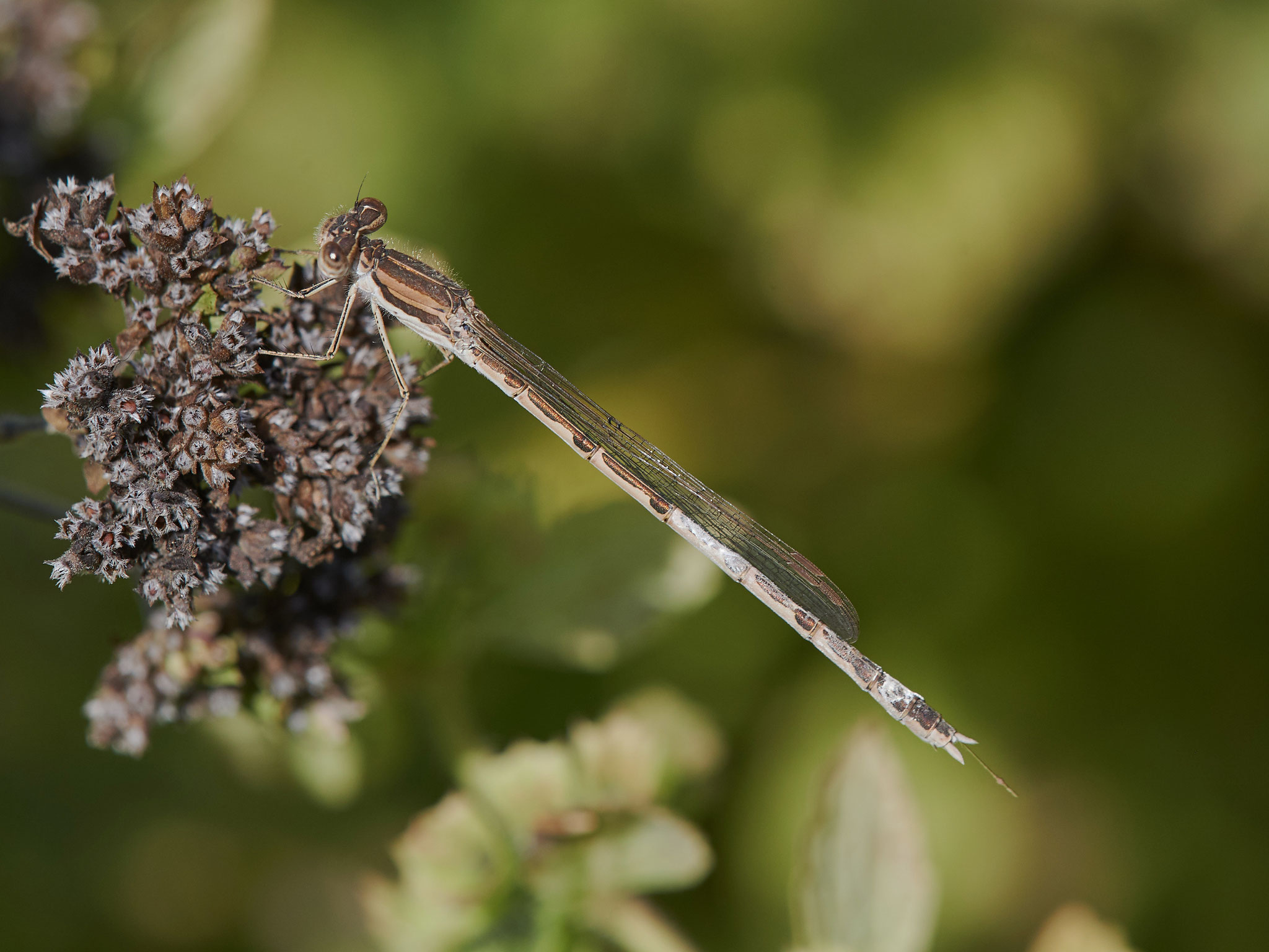 Januar: Winterlibelle (Sympecma fusca) Foto: Burkhard Grebe