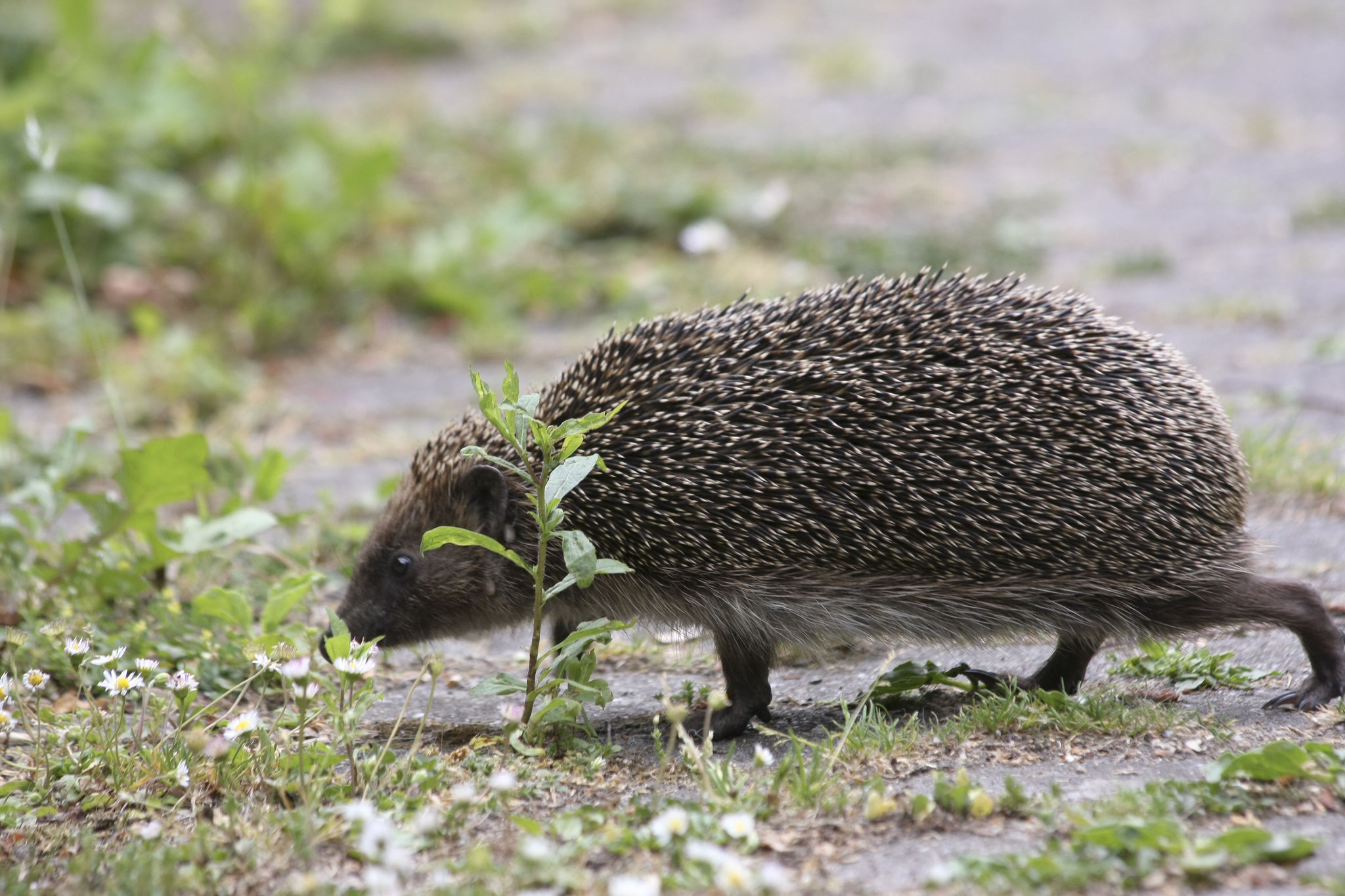 Igel, vermutlich auf Nahrungssuche, Foto: Christine Kuchem