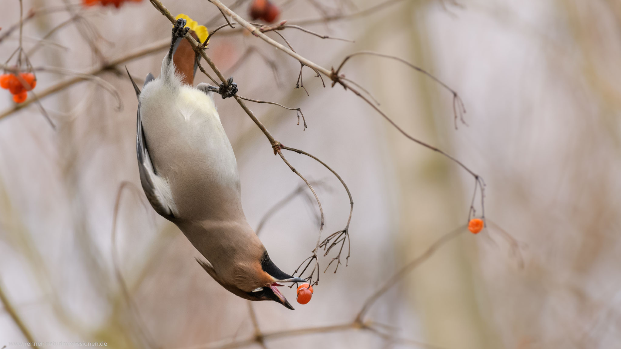 Land Brandenburg, Dezember 2019 