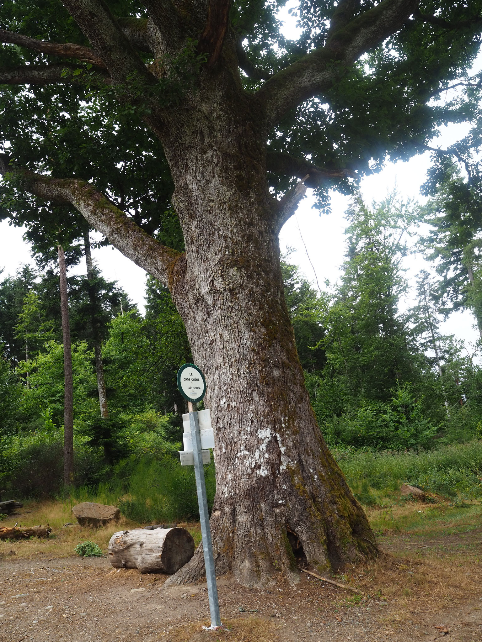 Gros Chêne