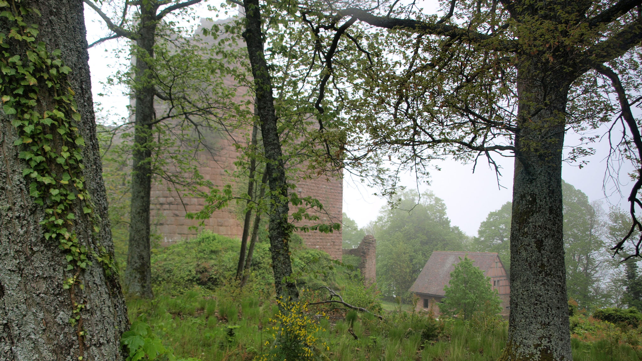 Châteaux d'Ottrott : le Lutzelbourg