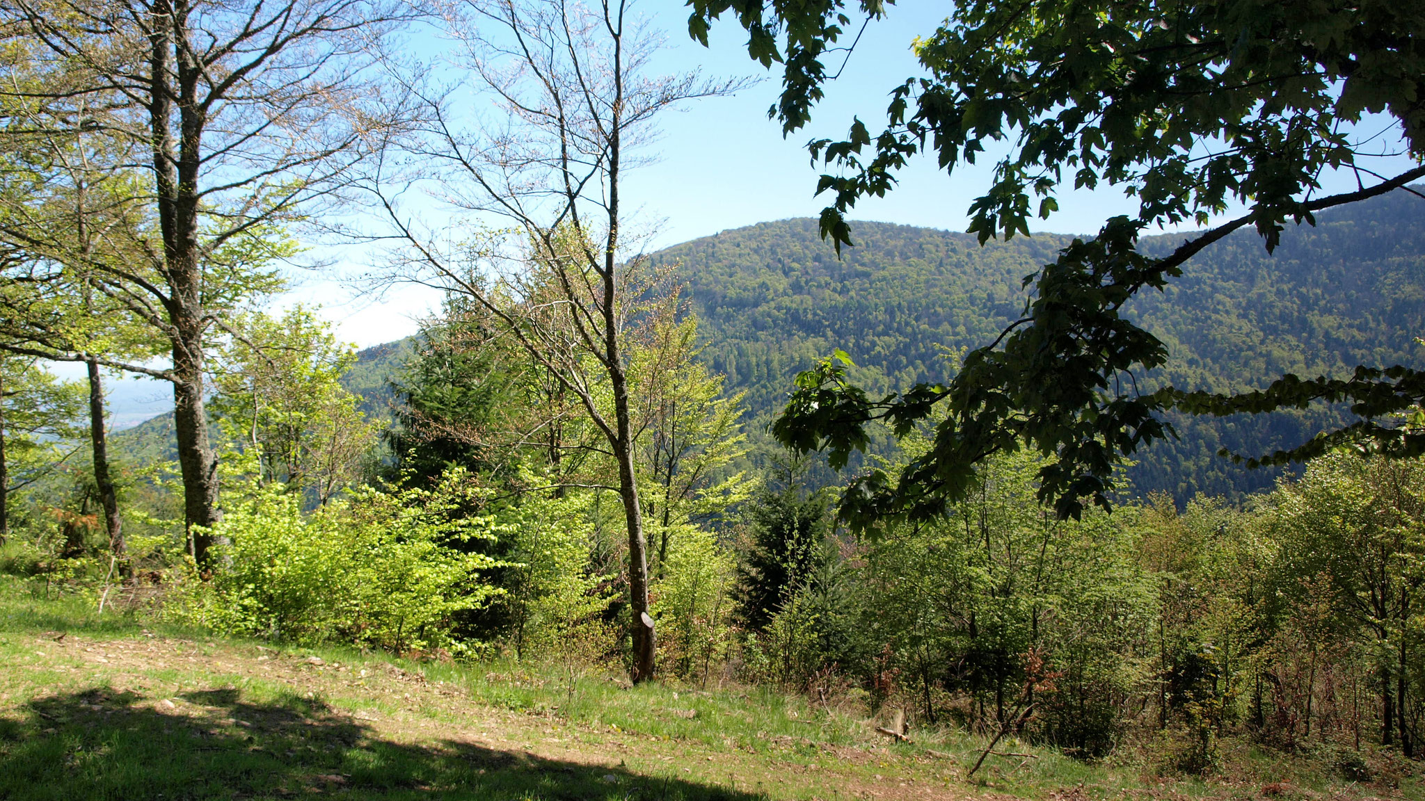 Hartmannswillerkopf