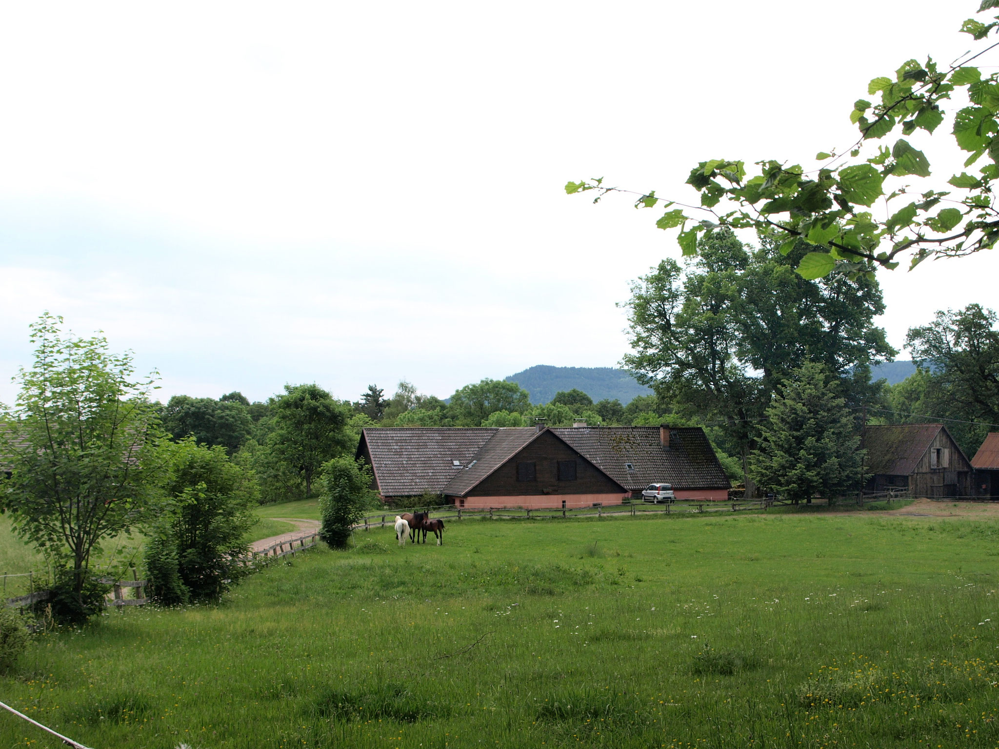 La Forêt