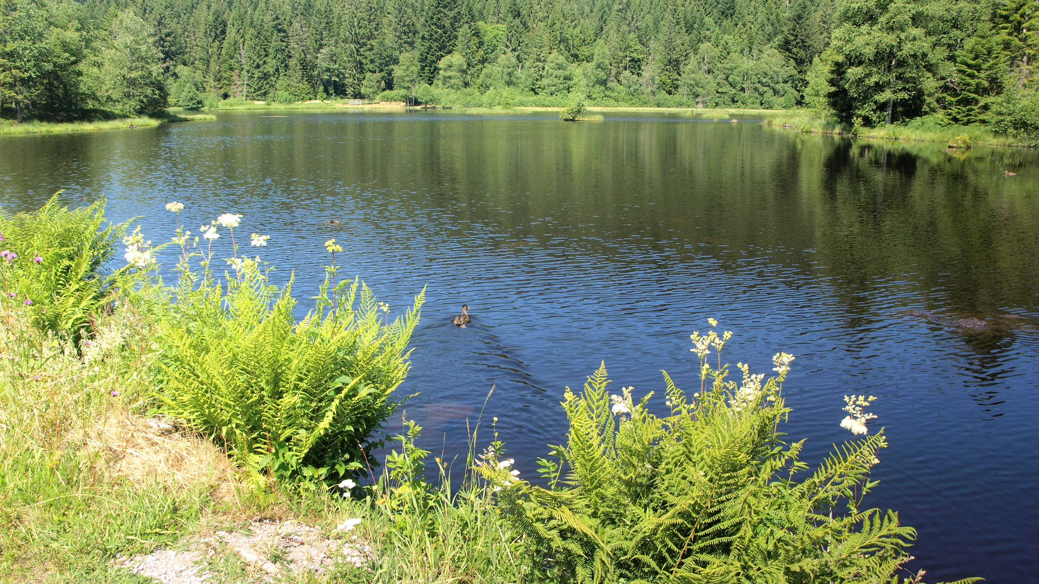 Lac de Lispach