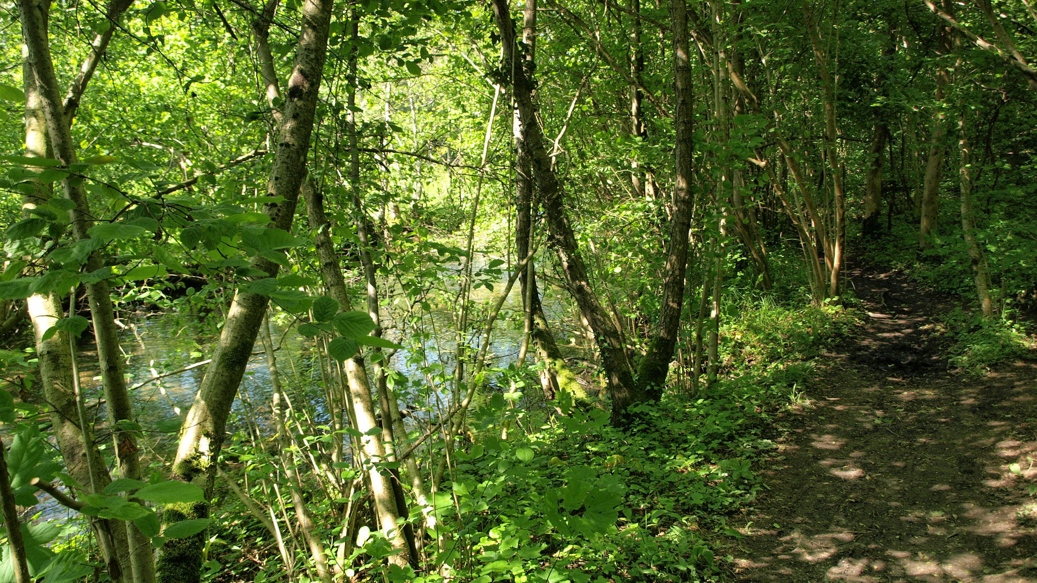 Le long du Bronnwasser