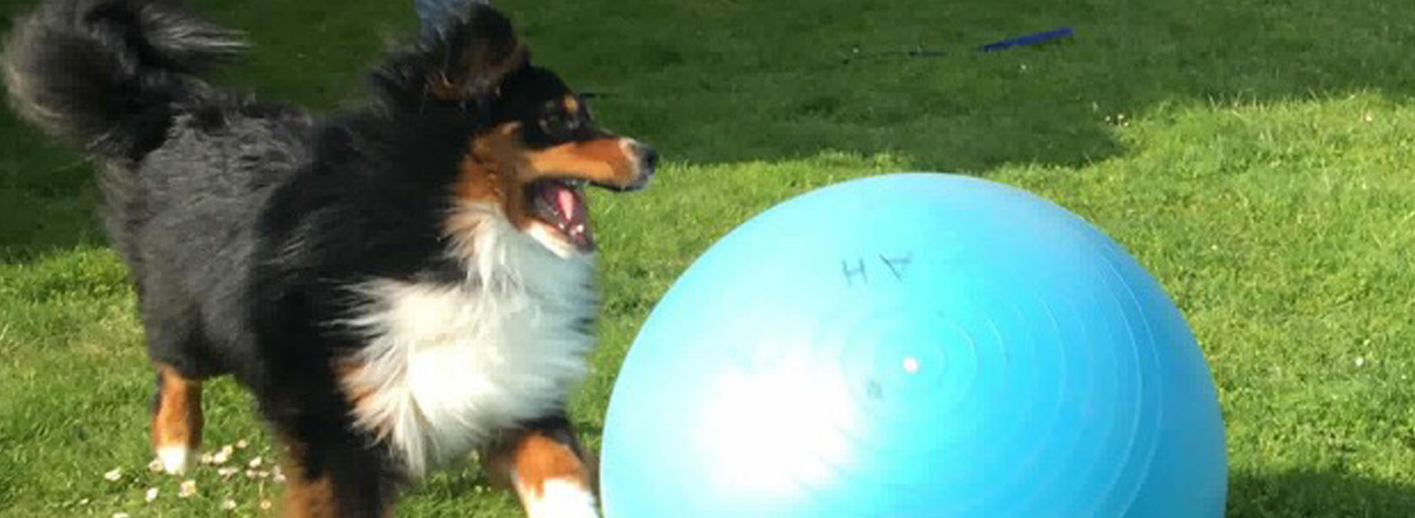 Themengruppe «Treibball Teamwork» vom 17. April 2019 NatürlichHund