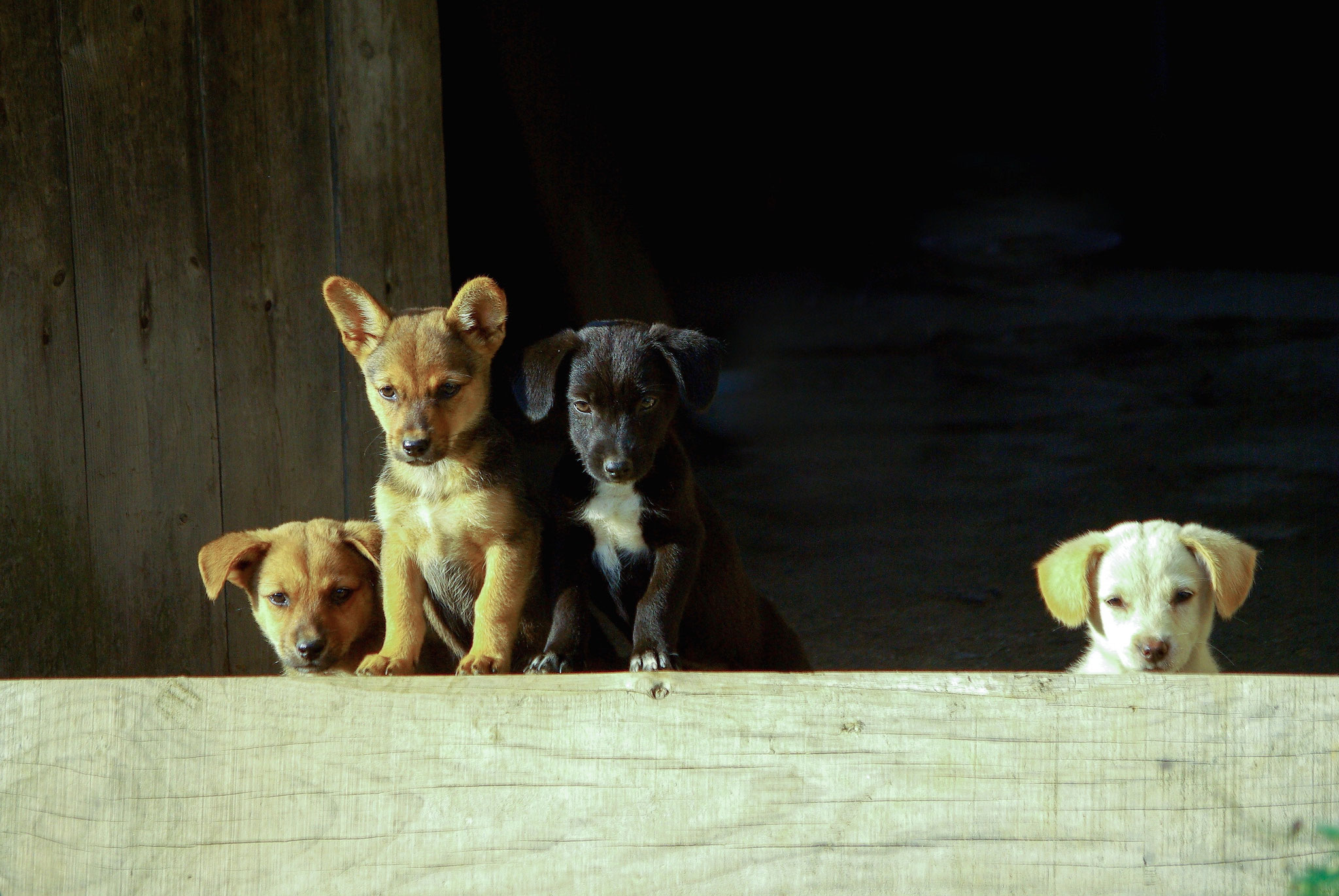 Vorschau auf das Jahr 2020! NatürlichHund, die Hundeschule für