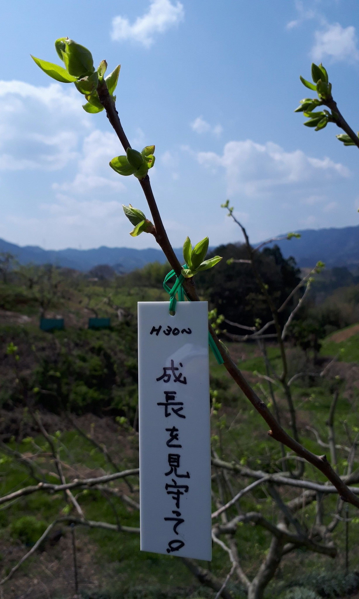 2018.04.03 ライムグリーンのきれいな新芽