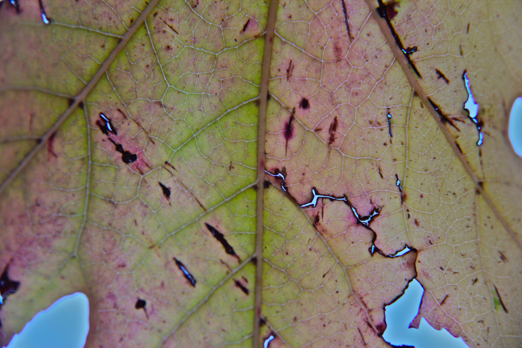 Magnified 12x18inch $100