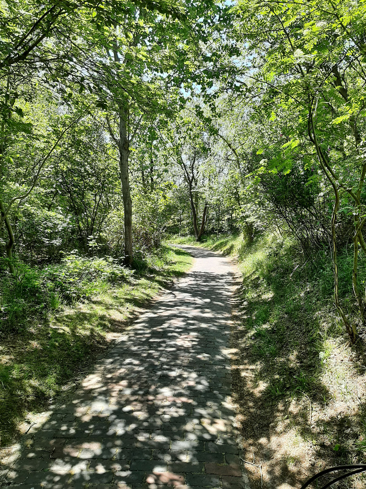 In den Walddünen