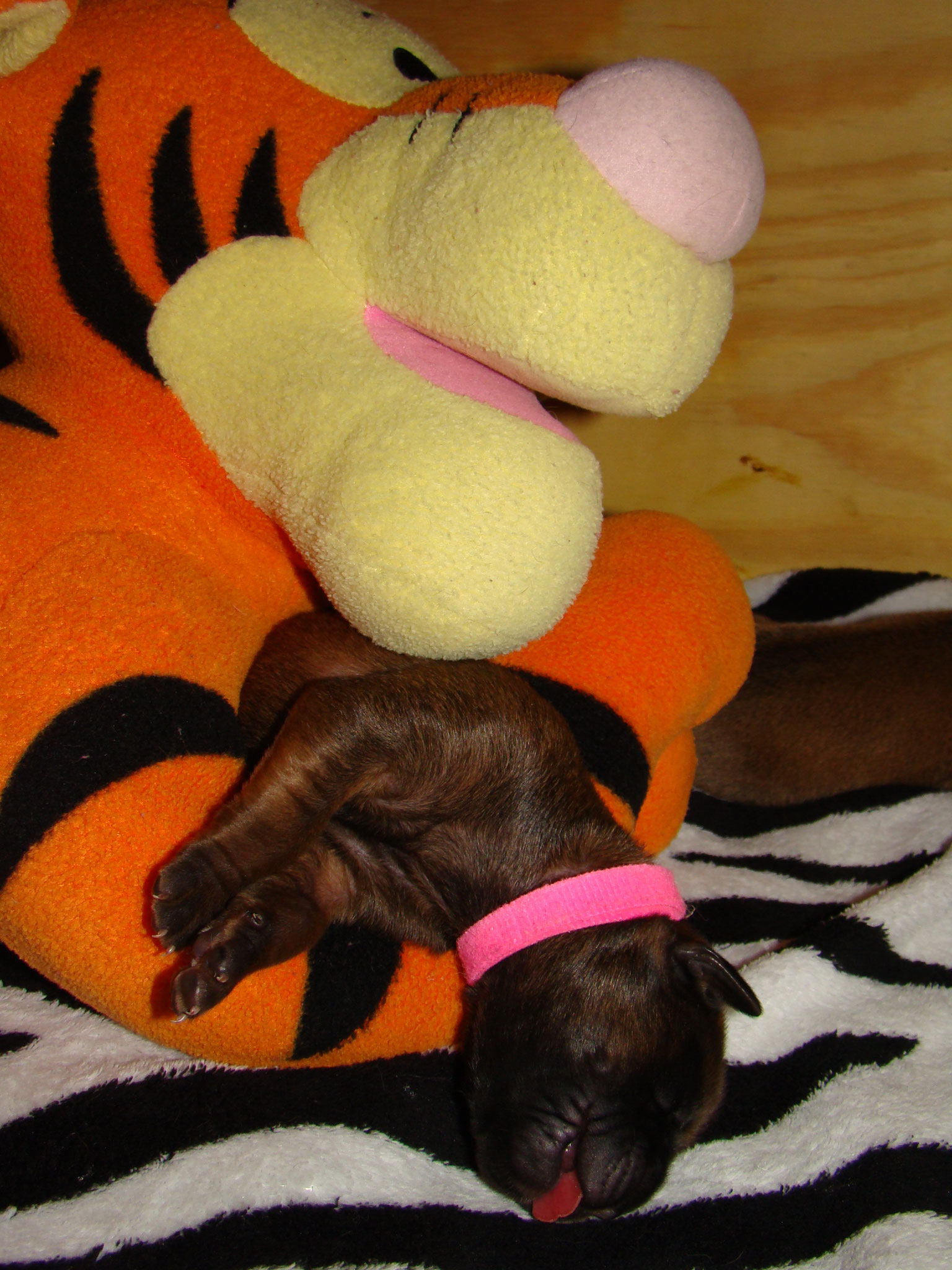 Tigger makes a great Mommy 