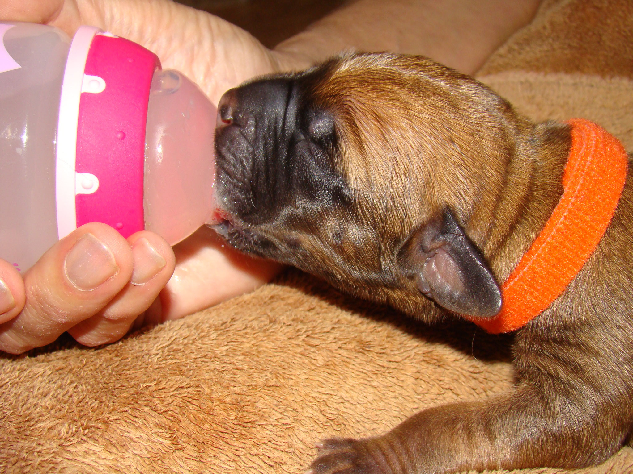 Bottle Feeding a Chicken broth, Pedialyte and digestive enzyme mixture to keep the pups hydrated.