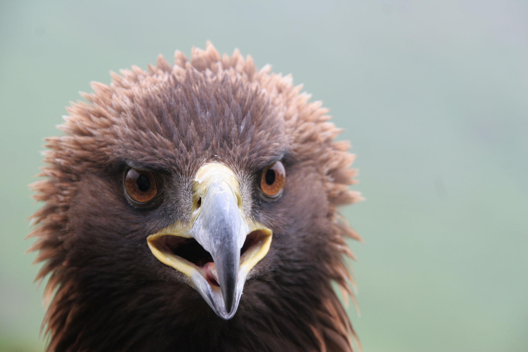 Steinadler © H.-J. Fünfstück, LBV Bildarchiv