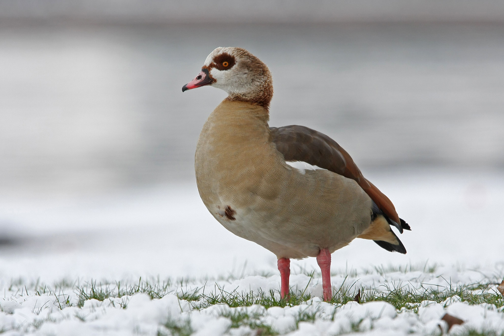 Nilgans © Dr. Christoph Moning, LBV Bildarchiv