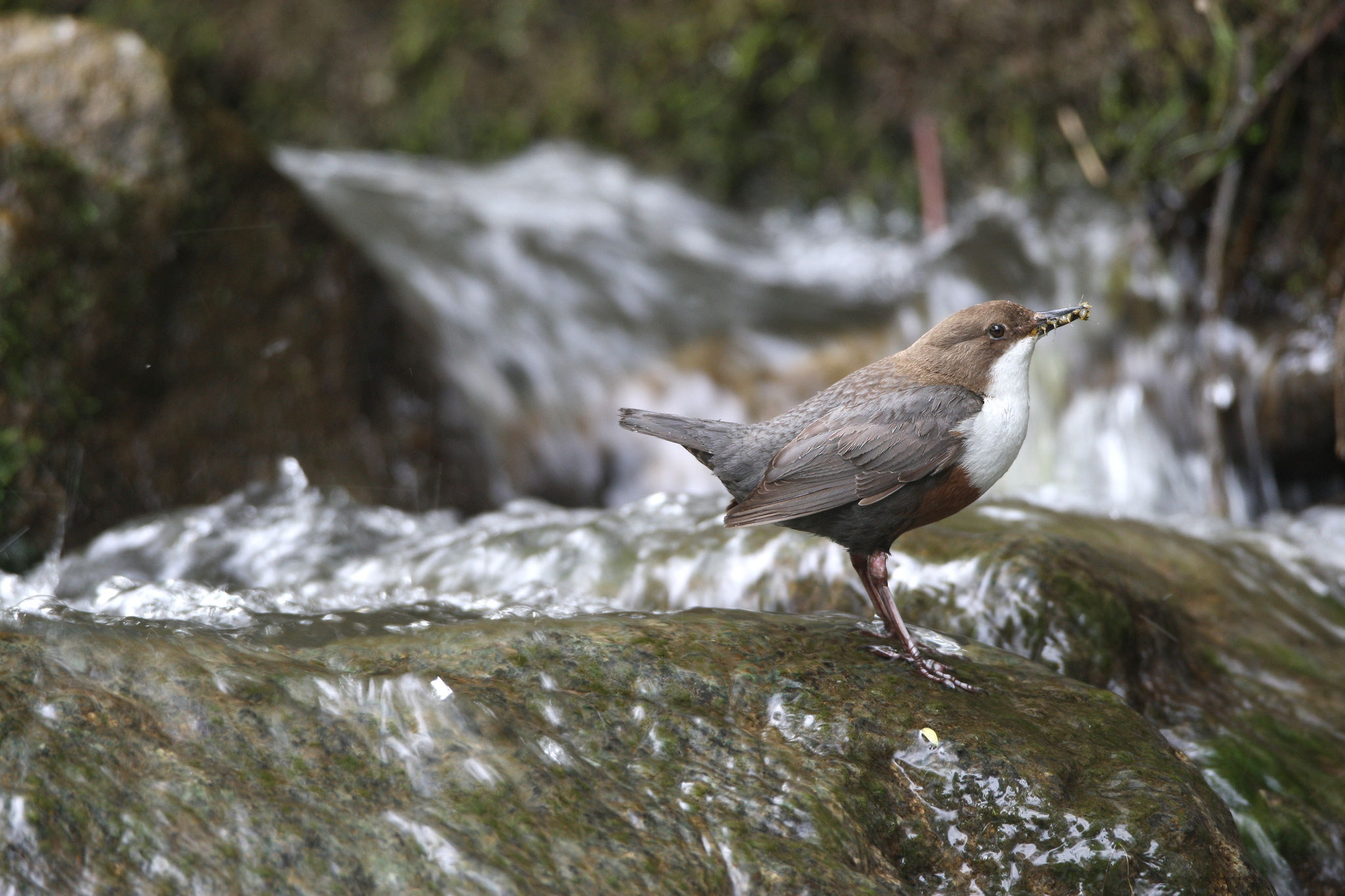 Wasseramsel © Dieter Hopf, LBV Bildarchiv