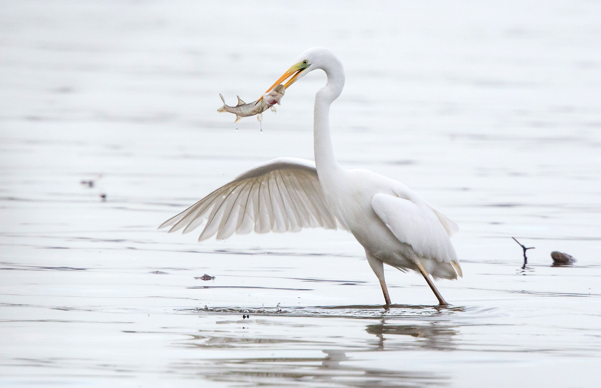 Silberreiher © Andreas Hartl, LBV Bildarchiv