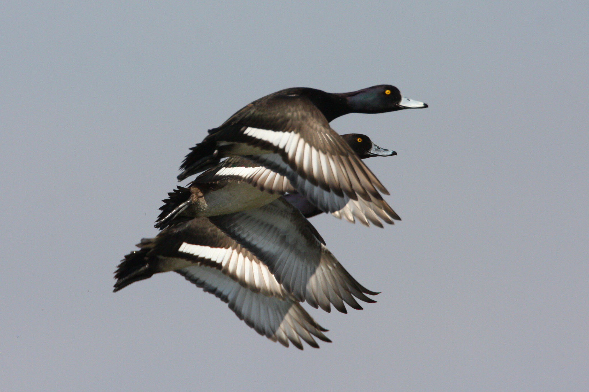 Fliegende Reiherente  © Zdenek Tunka, LBV Bildarchiv