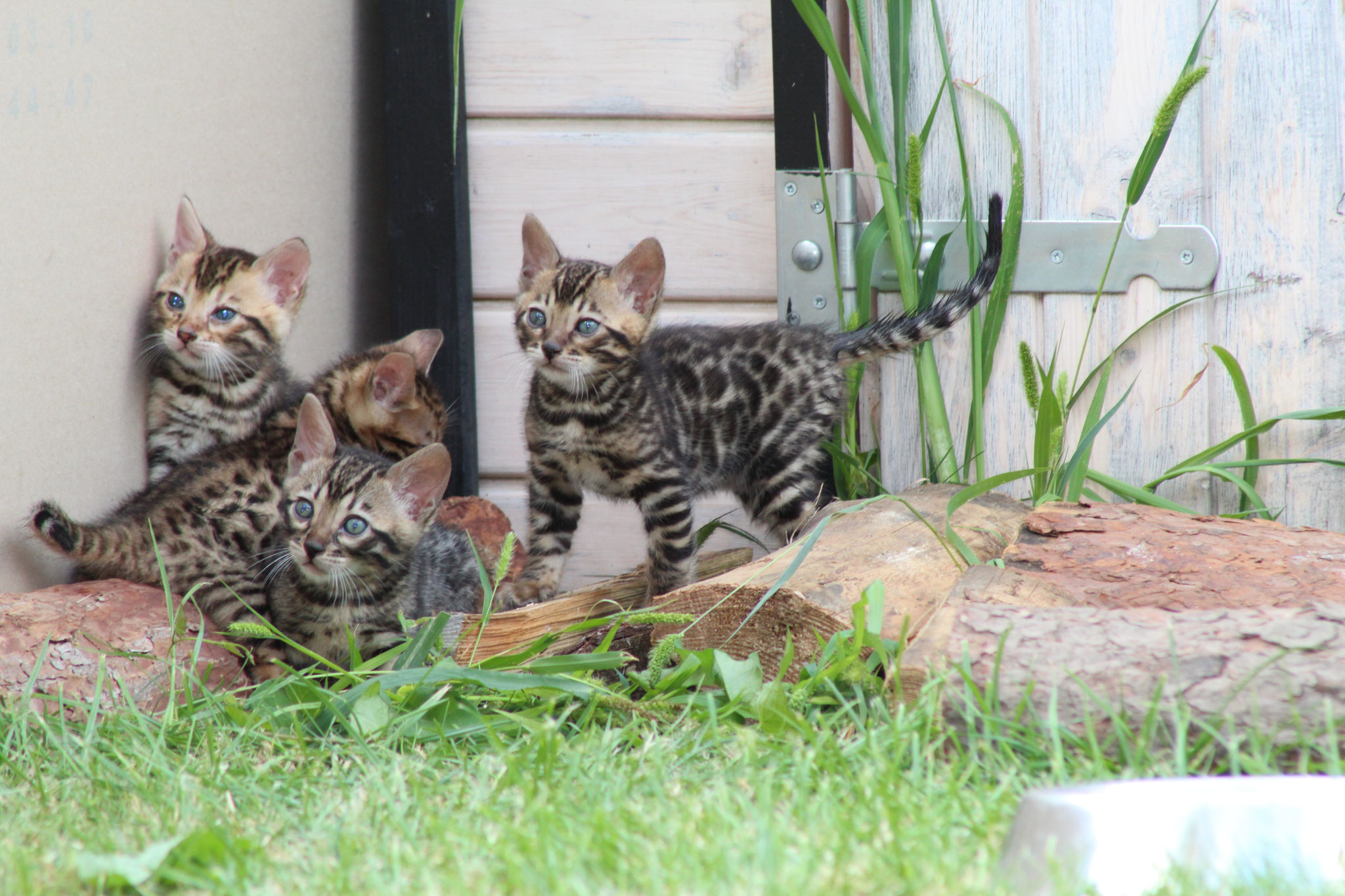 Aktuell Wir Haben Kitten Cinemadreams Bengalcat