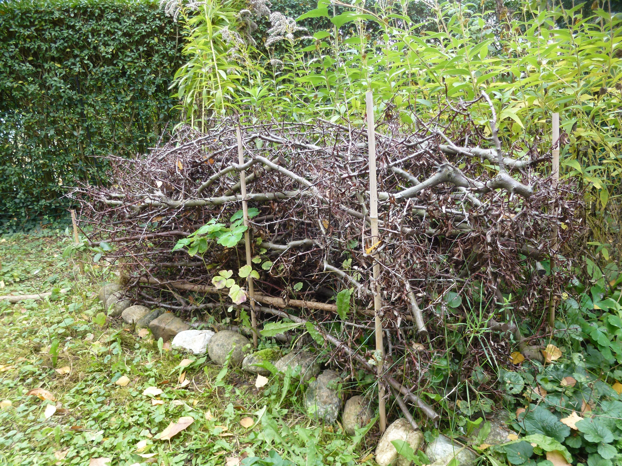 Nach einigen Monaten wird die Hecke etwas in sich zusammensacken.